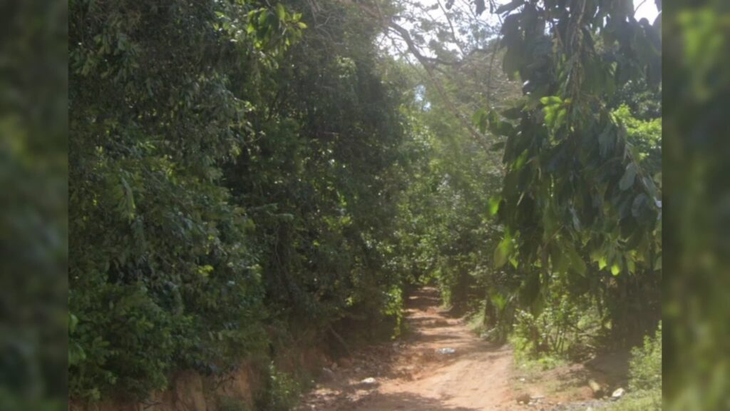 Mata nas proximidades do campo de aviação, em Rio TInto. (foto: reprodução/Google Maps)